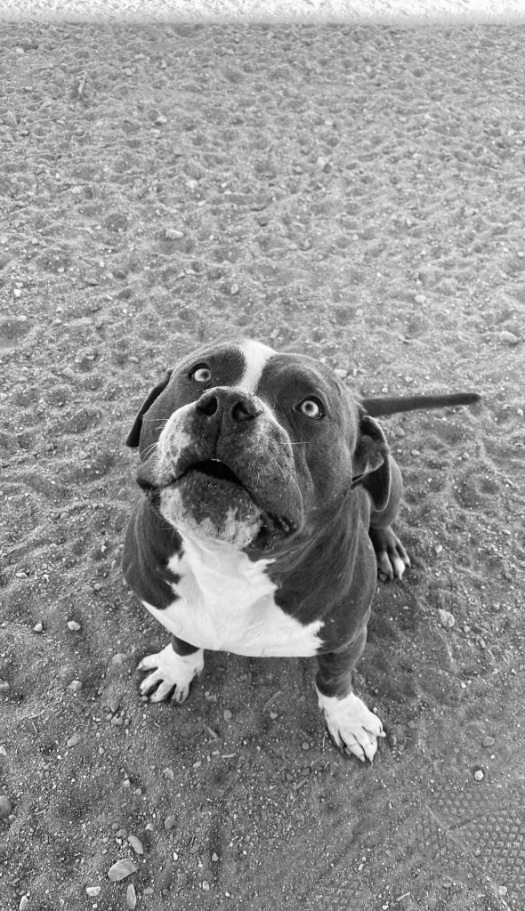 my dog riot an american bully